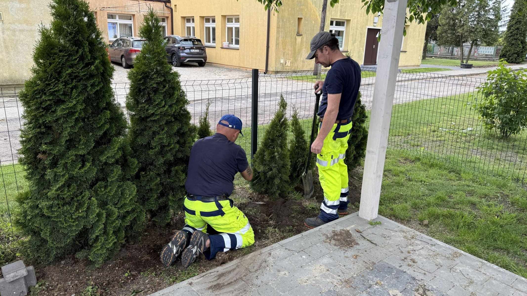 Nasadzenia tui przy ogrodzeniu placu zabaw — zieleń wokół obiektów rekreacyjnych
