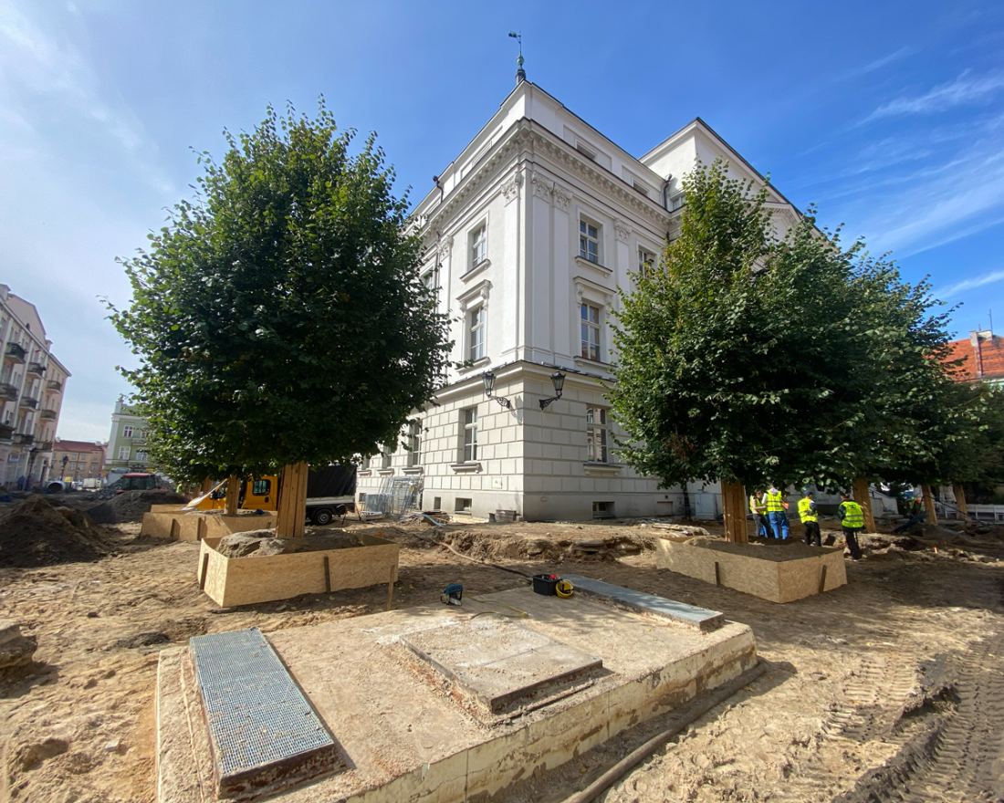 Przesadzone duże drzewa na placu miejskim przy zabytkowym budynku