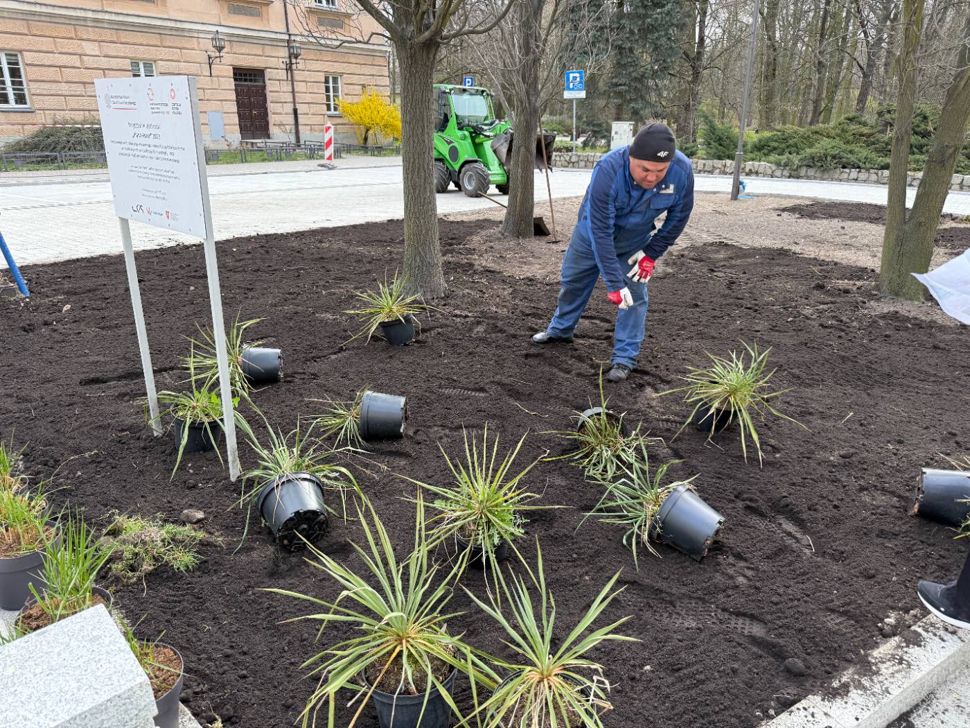 Nasadzenia w przestrzeni publicznej