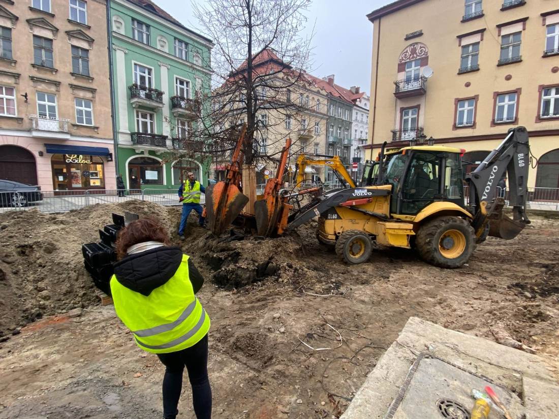 Nadzór nad przesadzeniem dużego drzewa w centrum miasta