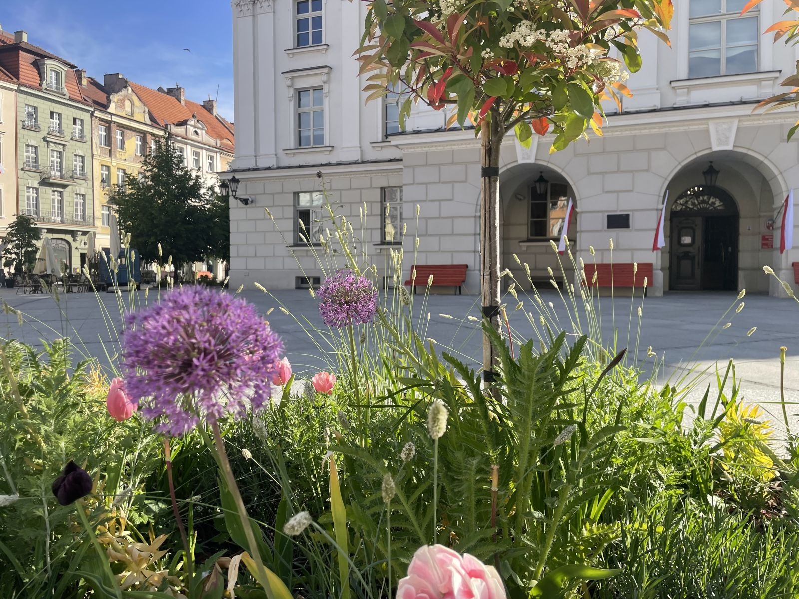 Kwitnące byliny i czosnki ozdobne przed ratuszem w Kaliszu — zieleń po rewaloryzacji