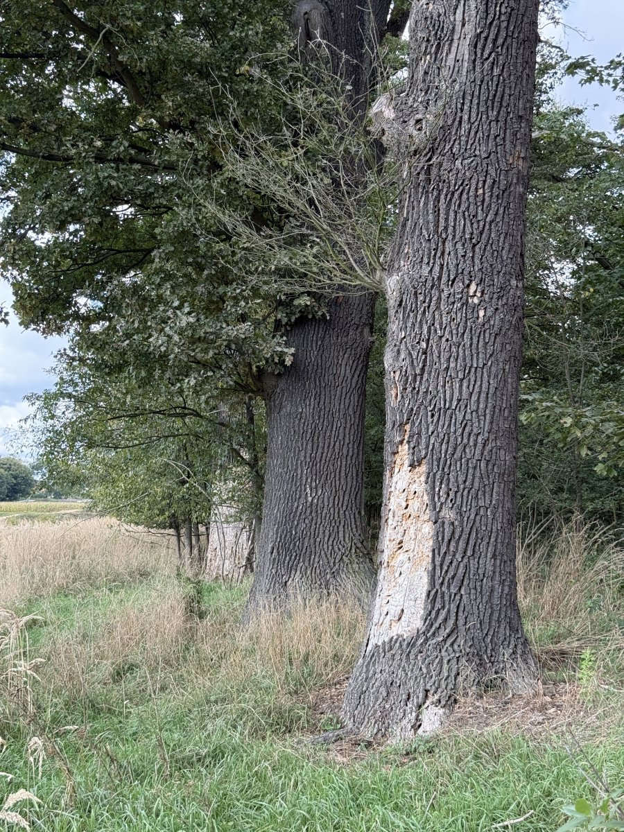 Aleja dębowa z widocznym ubytkiem kory na pniu — identyfikacja drzew zagrażających bezpieczeństwu