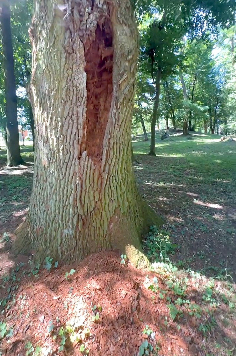 Wypróchniały ubytek wgłębny pnia drzewa parkowego — ekspertyza dendrologiczna zagrożeń