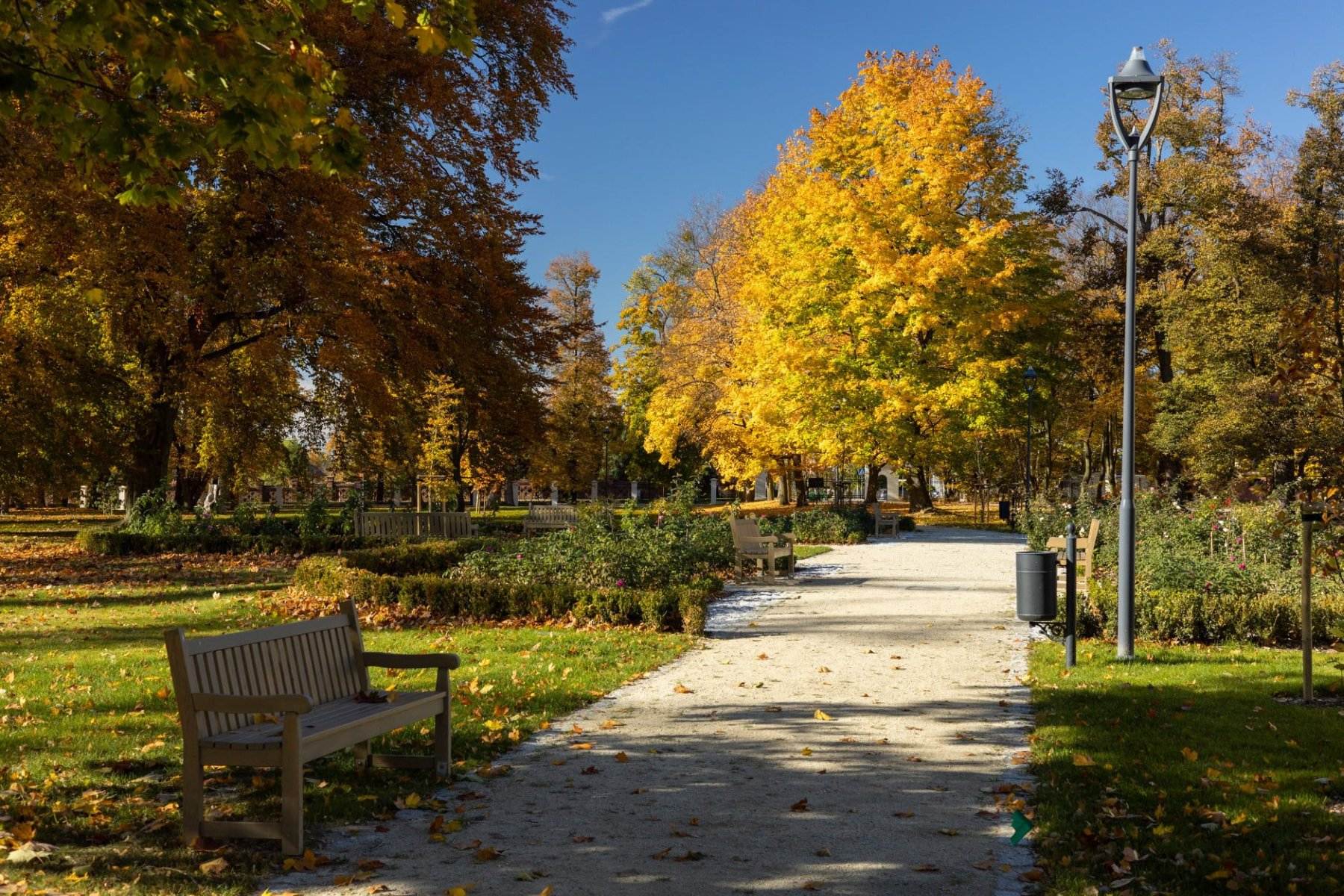 Zabytkowa aleja parkowa z dojrzałym drzewostanem jesienią — inwentaryzacja dendrologiczna parków Kalisz