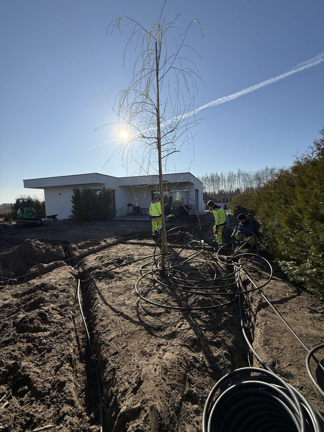 Instalacja linii kroplujących wokół drzewa przed założeniem trawnika — GardenProducts