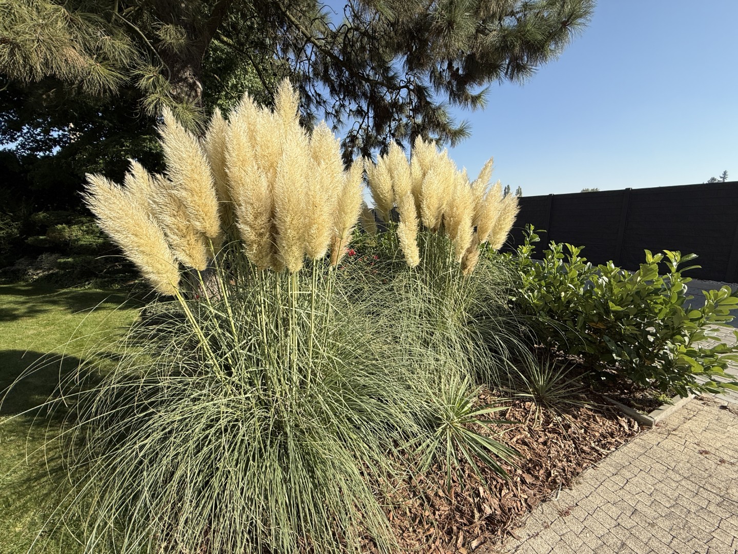 Trawy pampasowe w pełnej krasie na rabacie przy podjeździe — nasadzenia GardenProducts