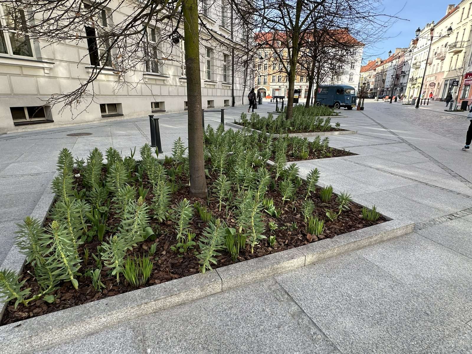 Rabaty z wilczomleczem w kamiennych donicach na płycie rynku — zieleń w centrum miasta