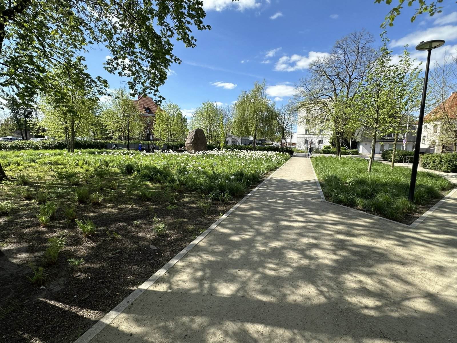 Park miejski wiosną — łąka białych tulipanów, alejki mineralne i głaz pamiątkowy