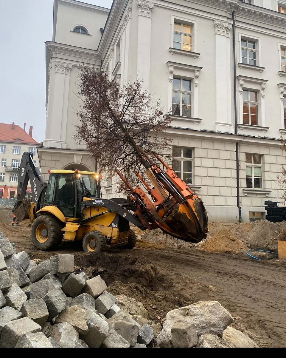 Przesadzarka do drzew na koparce przenosi dorosłe drzewo z bryłą korzeniową przy ratuszu — przesadzanie drzew w mieście
