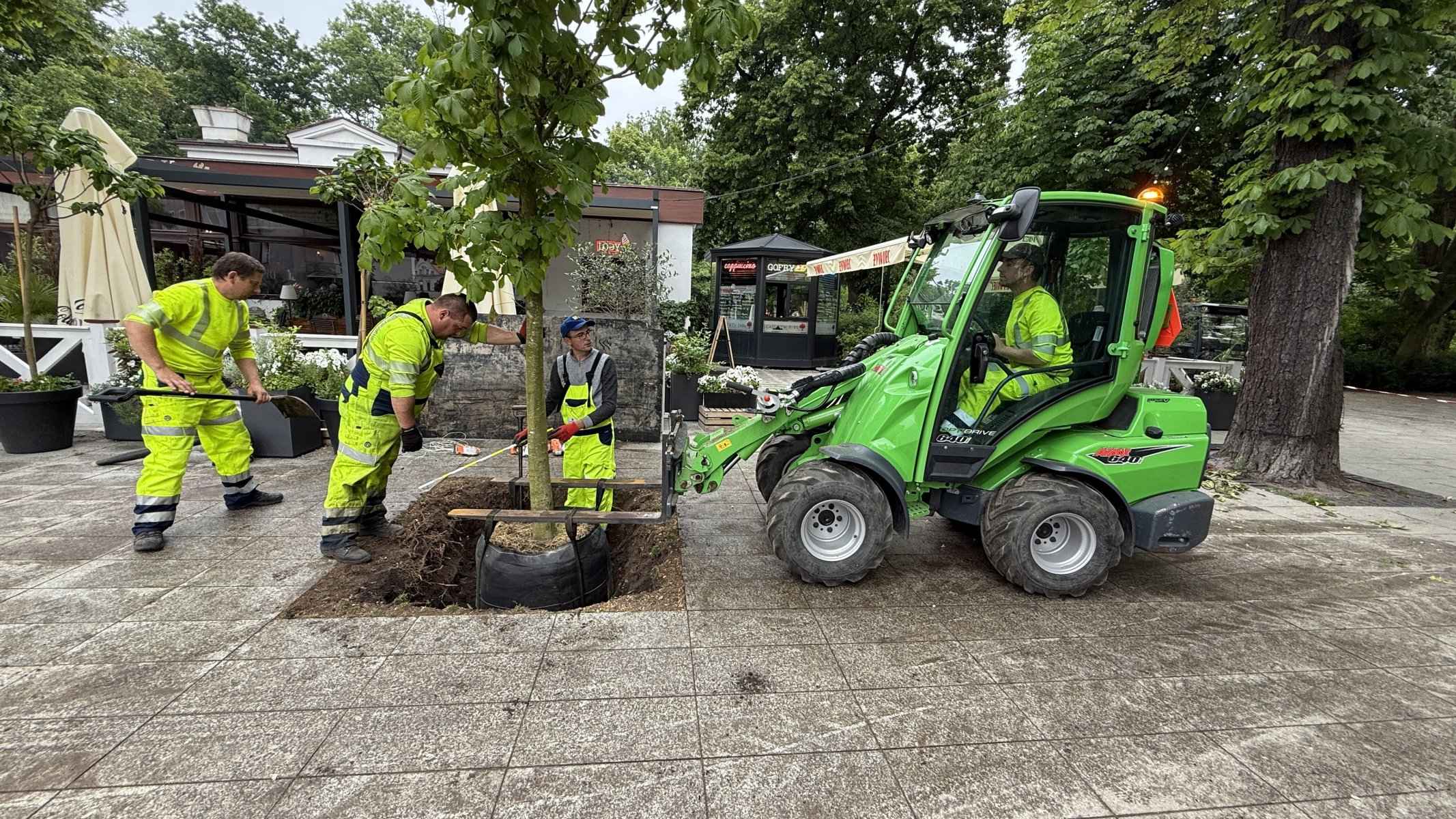 Brygada GardenProducts sadzi drzewo w nawierzchni placu — nasadzenia drzew w mieście