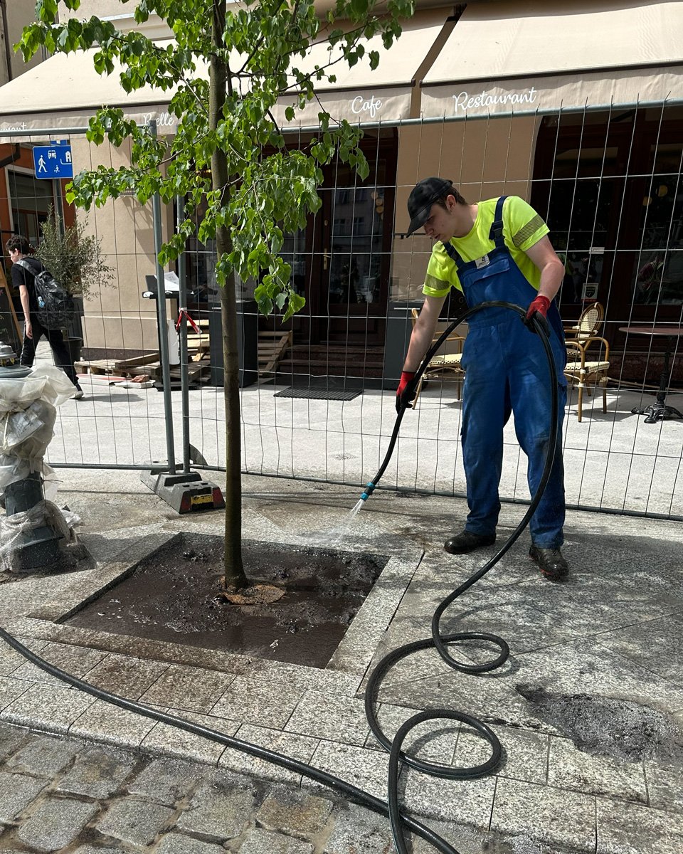Pracownik podlewa nowo posadzone drzewo na deptaku — pielęgnacja zieleni miejskiej