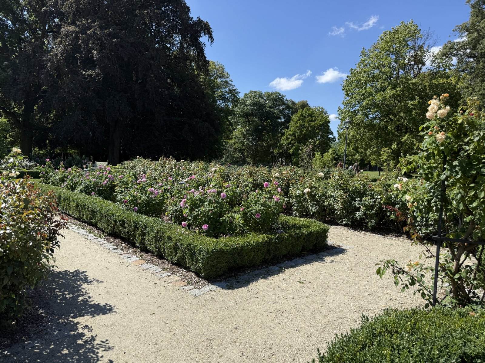Rosarium z obwódkami bukszpanowymi w parku pałacowym w Lewkowie