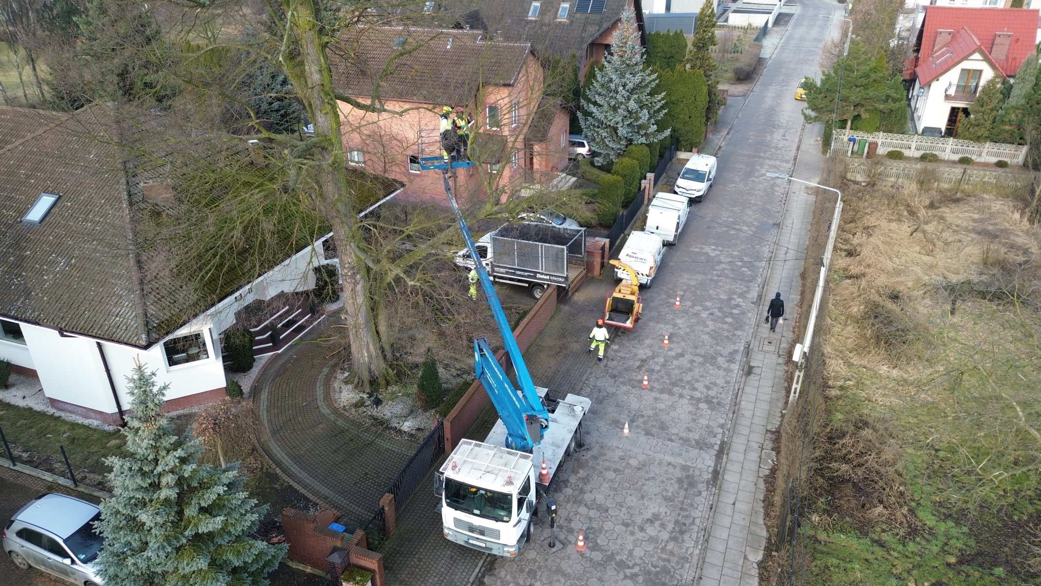 Podnośnik koszowy podczas cięć sanitarnych sędziwego drzewa — pielęgnacja drzew pomnikowych