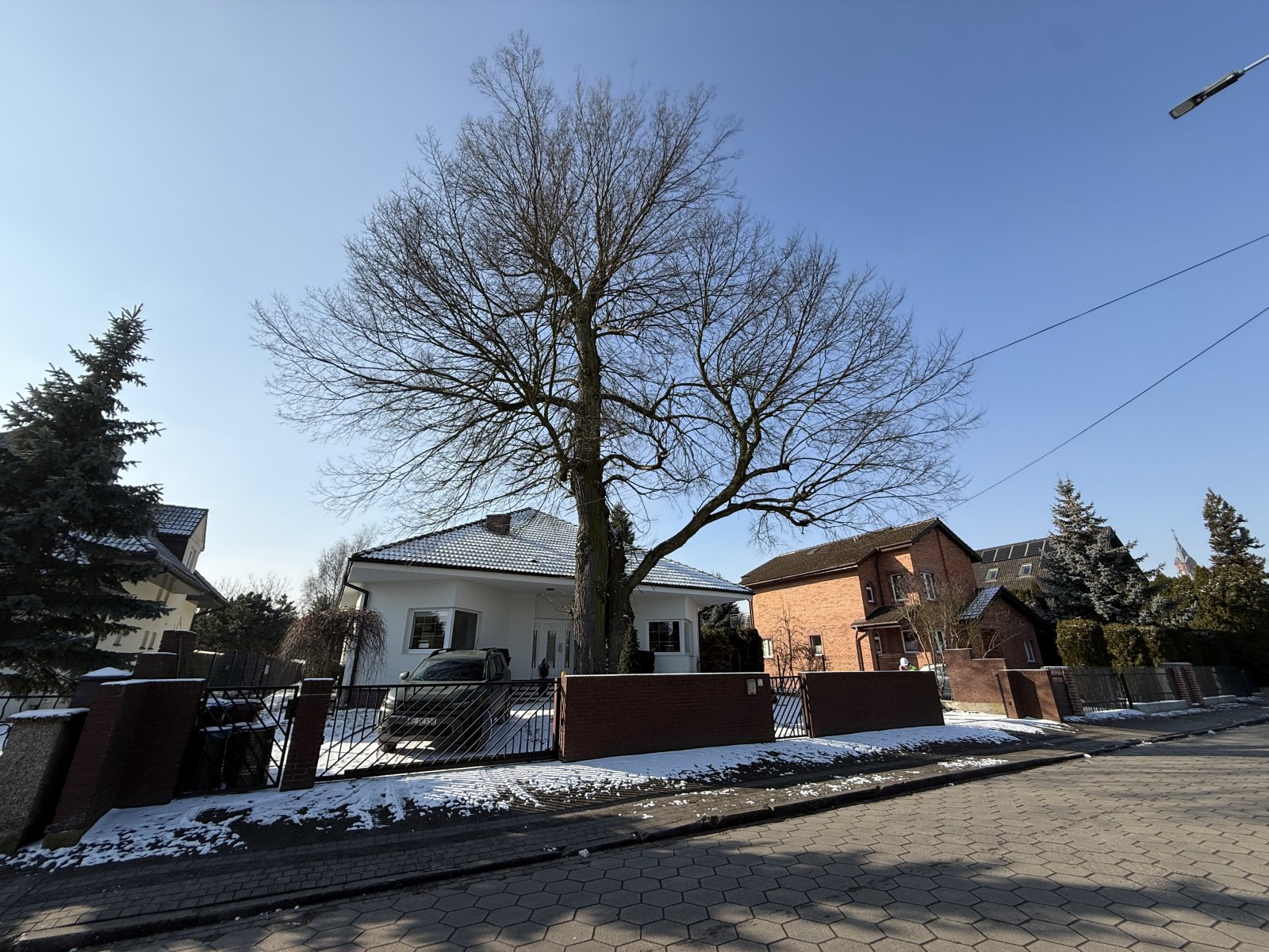Sędziwe drzewo przy posesji przed zabiegami pielęgnacyjnymi — zimowa ocena korony