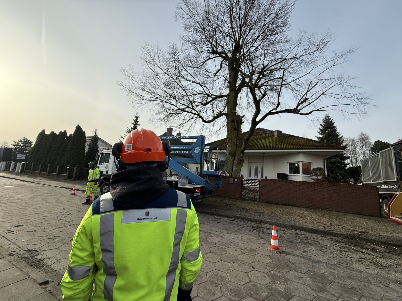 Nadzór nad pracami przy drzewie pomnikowym — pracownik GardenProducts obserwuje cięcia z poziomu terenu