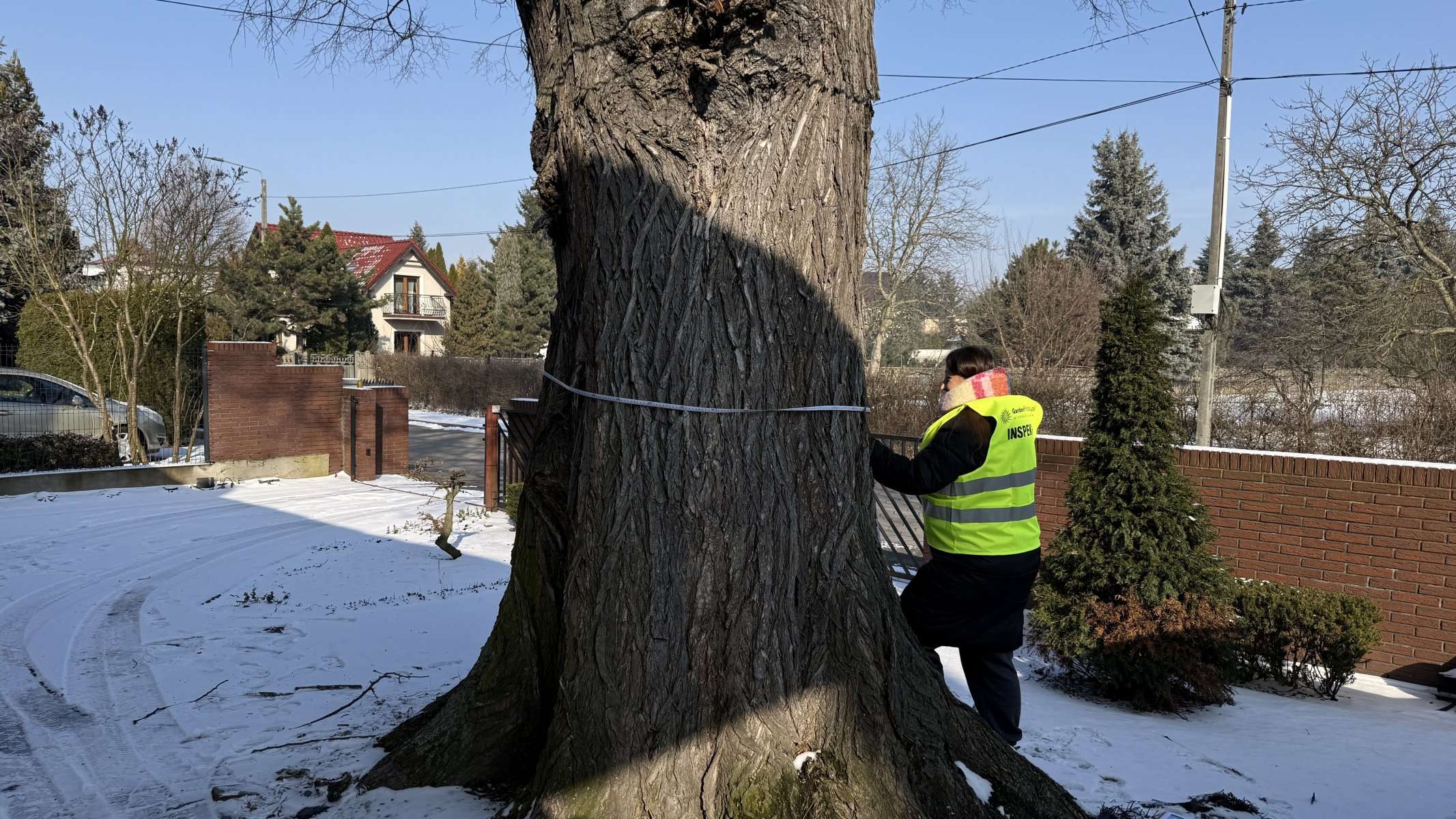 Inspektorka GardenProducts mierzy taśmą obwód pnia sędziwego drzewa — pomiary dendrometryczne pomnika przyrody