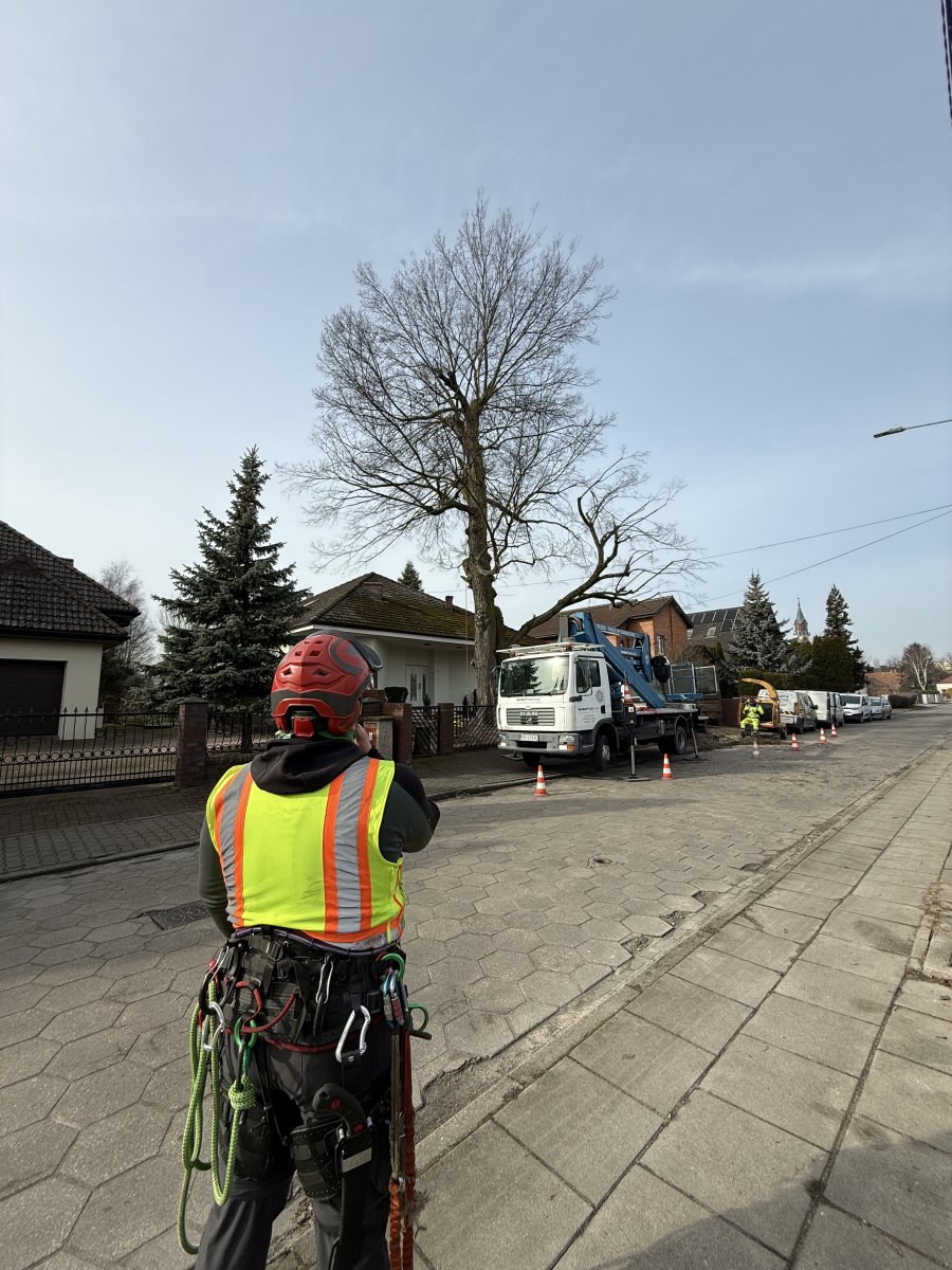 Arborysta w uprzęży nadzoruje cięcia sanitarne sędziwego drzewa z podnośnika — prace arborystyczne Kalisz