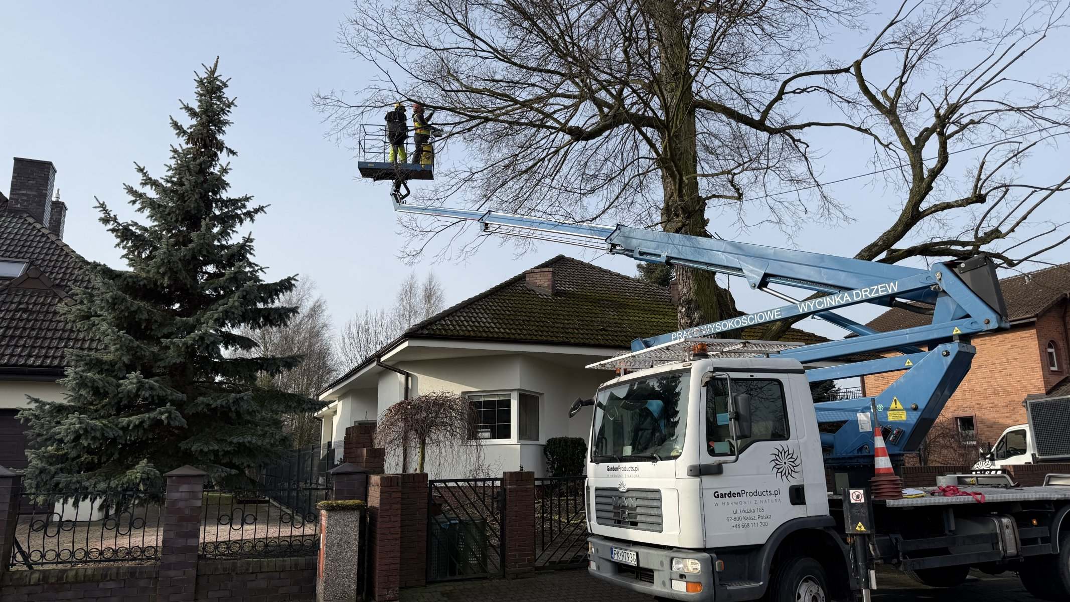 Arboryści w koszu podnośnika wykonują cięcia sanitarne w koronie drzewa pomnikowego
