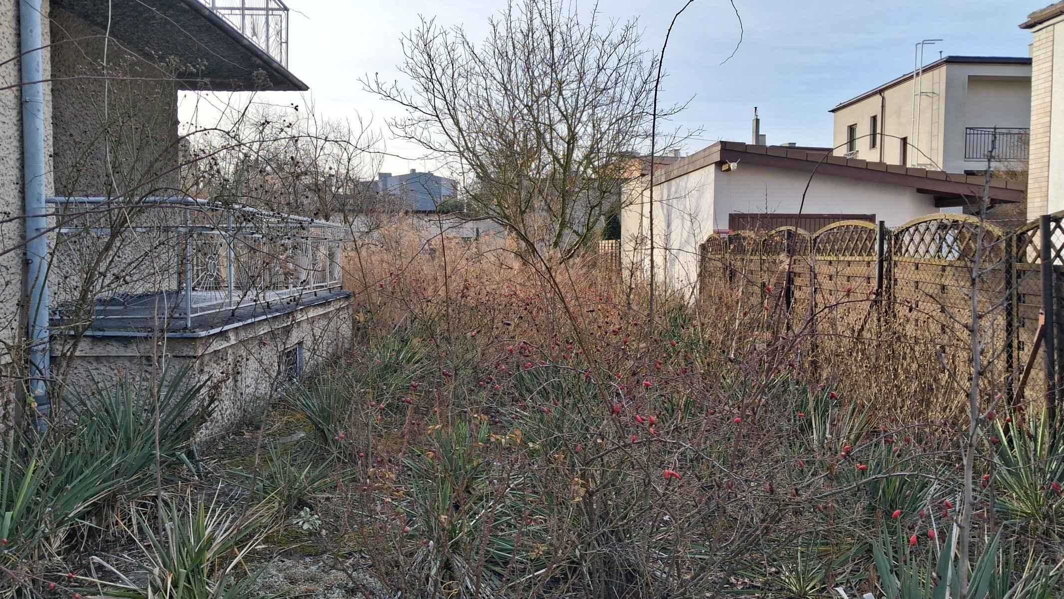 Zarośnięte róże i juki w starym ogrodzie przed renowacją