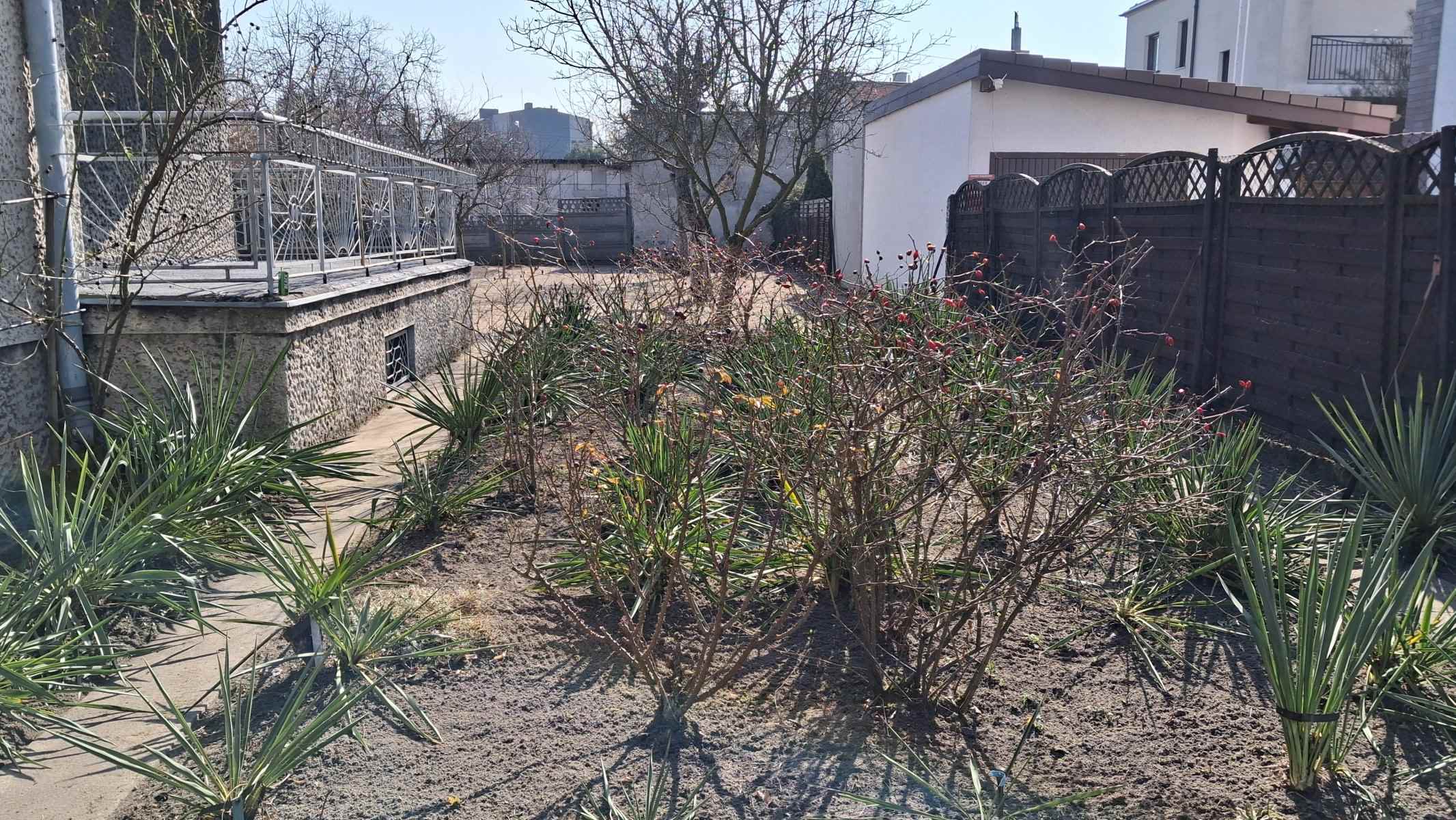 Uratowane róże i juki po odchwaszczeniu rabat — renowacja starego ogrodu