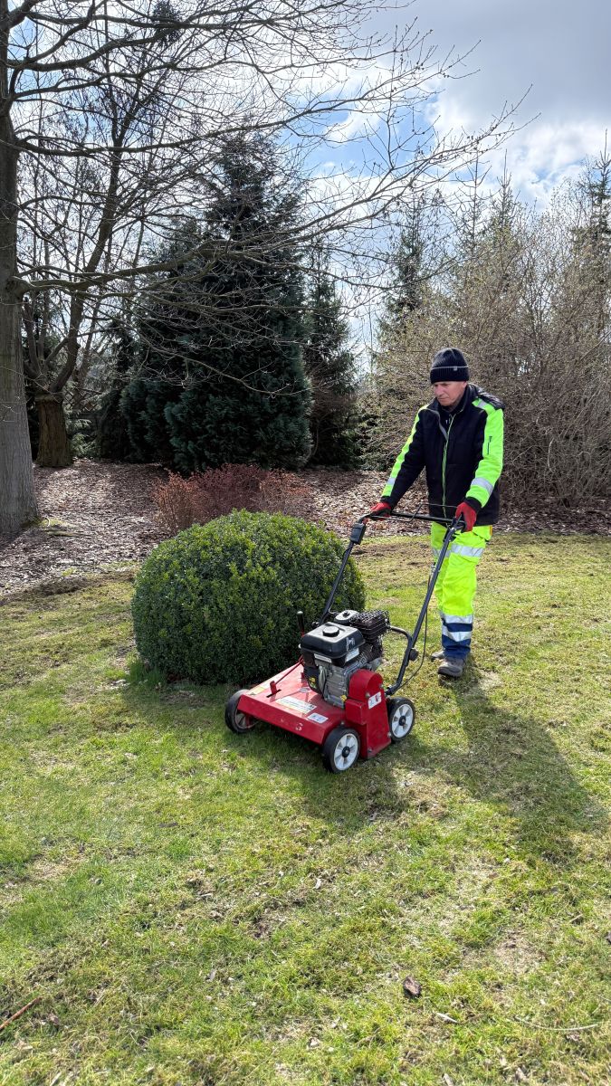 Pracownik GardenProducts z wertykulatorem przy formowanym bukszpanie — wertykulacja ogrodu Kalisz